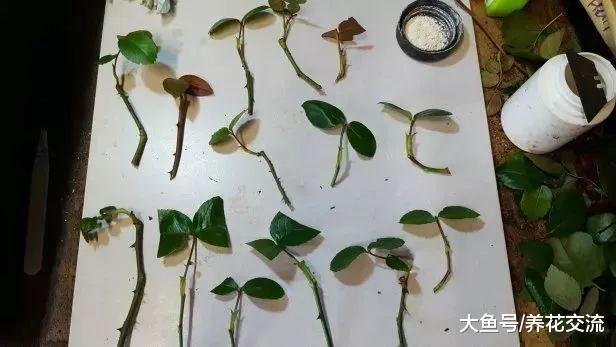 用玫瑰枝条扦插繁殖出来的盆栽小幼苗, 秋季也能进行