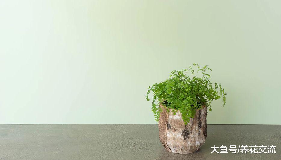 室内常见的几种植物的浇水方法, 怎么养护才最好看呢?