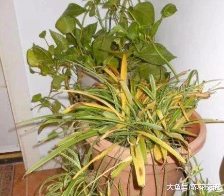 家里盆栽养护的植物叶子变成棕色, 叶尖发黄要怎么办?