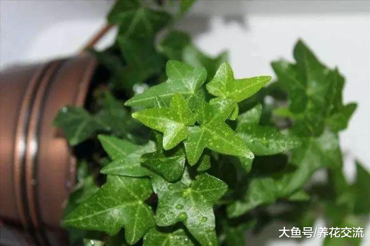 给室内常见几类植物的浇水技巧, 再不怕植物水多挂掉