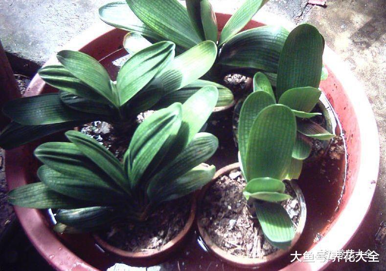 养花方法大总结, 只要学会了, 你就是养花大神!