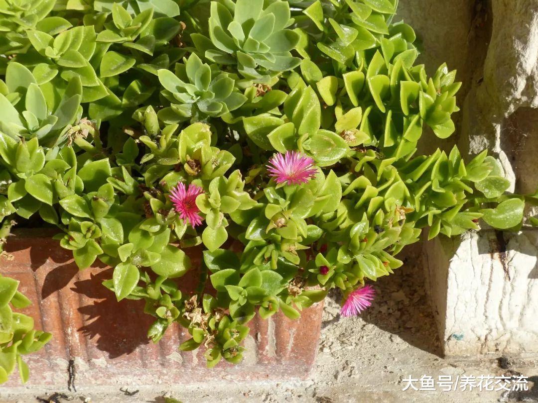 经常被误认为是穿心莲的“蔬菜”, 原来是一种观赏花卉