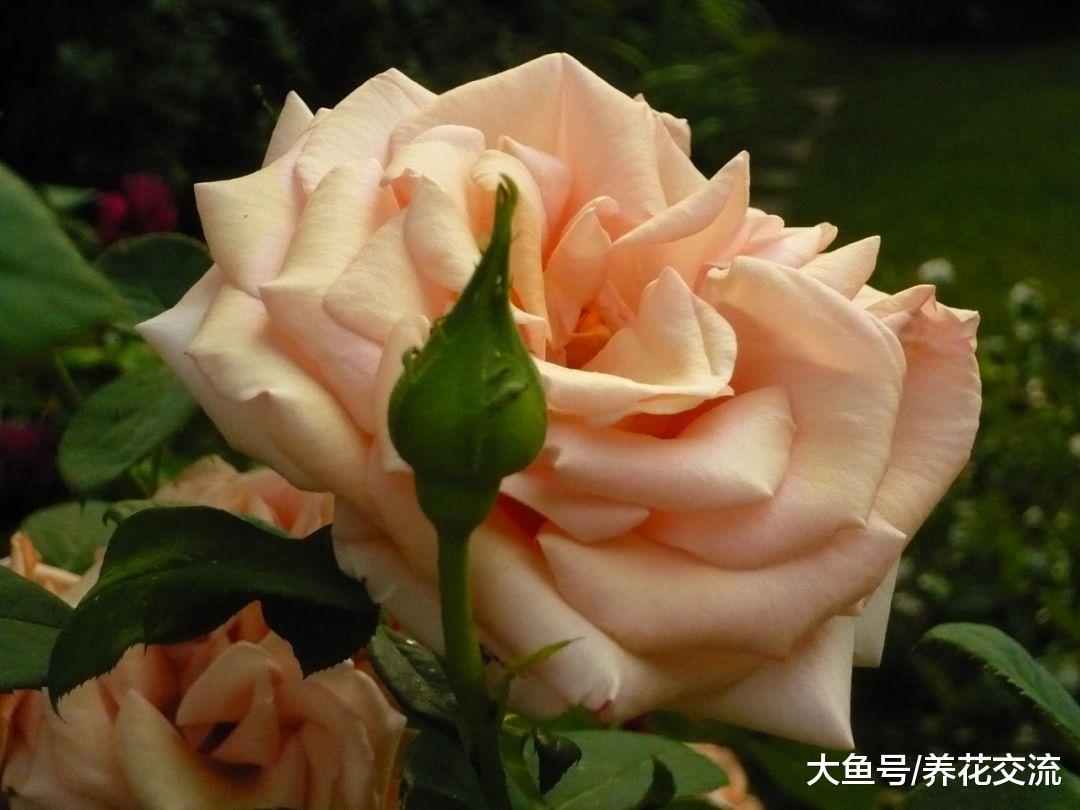月季花的黑斑病用这几个方法都可以控制, 减少病虫害