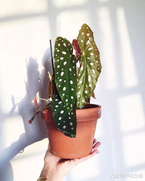 6种长相奇特的室内植物, 有些你都可能没听说过