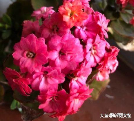 想养长寿花? 那就试试这几种, 好养又好看!