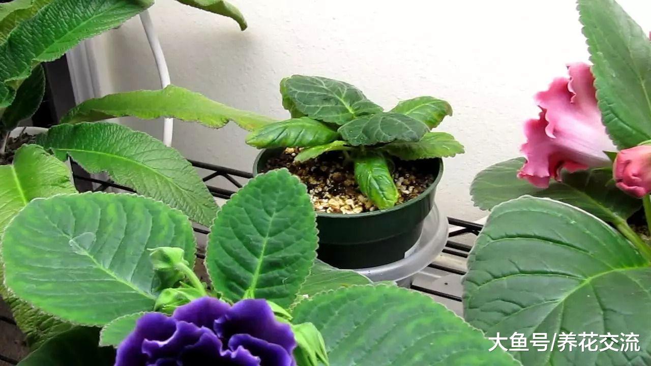 这几种花卉叶片切成几块都能发芽生根, 很快长满整个阳台