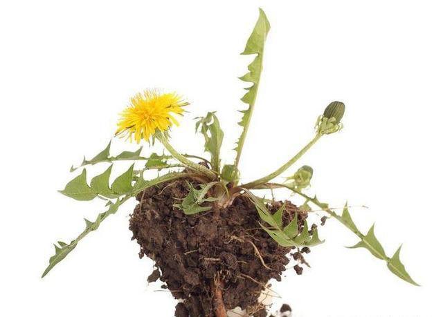 “药草皇后”蒲公英, 有哪些功效和作用、哪些人不能吃、该怎么吃