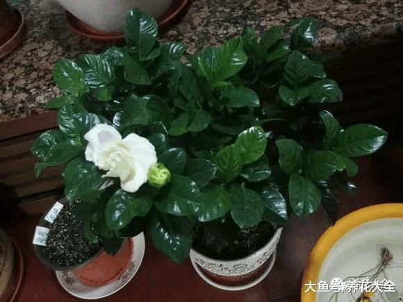 春季正是给植物换盆的好时机, 了解换盆小妙招, 轻松换盆不求人