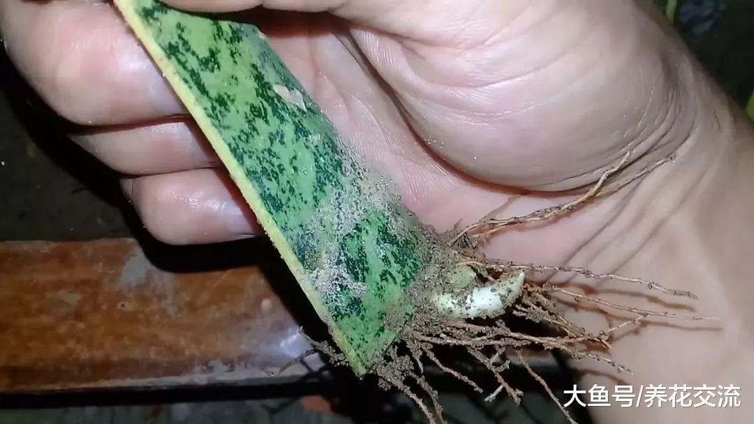 室内盆栽养护虎皮兰要多久才需要换盆一次呢?