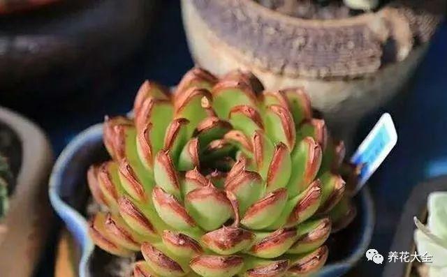 多肉长残别急着扔, 吹个风扇剪几刀, 3天就能变美!