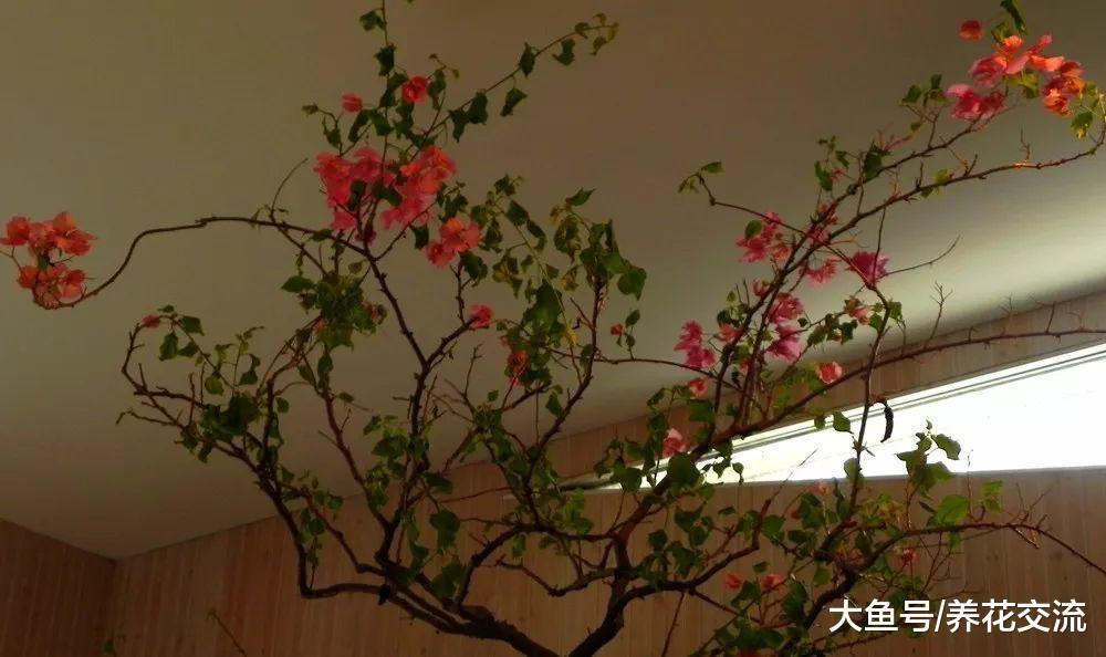 盆栽养护的三角梅枝叶生长特别旺盛, 但养了一两年都没办法开花