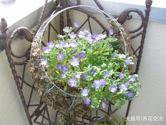 很少花友会知道的5种观赏花卉, 认识一种就算老园丁了