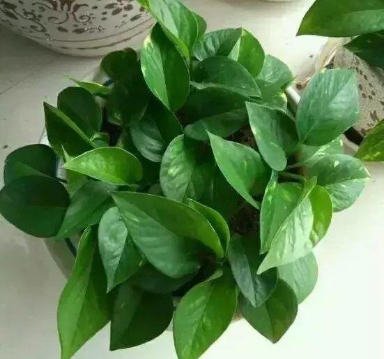 这8种花, 一到秋天就黄叶, 再不救只剩盆了!