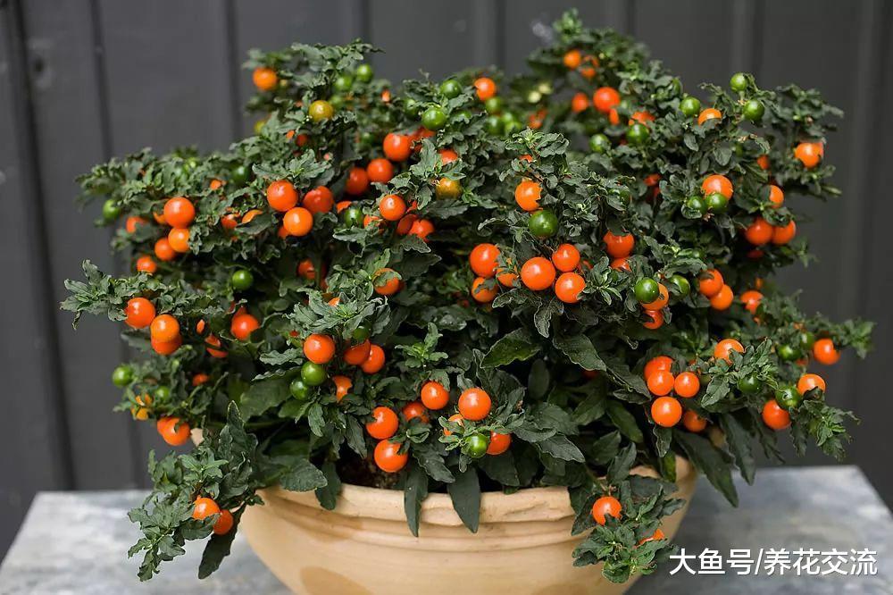 这7种有毒植物在我们身边很常见, 要避免小孩和宠物随意触碰