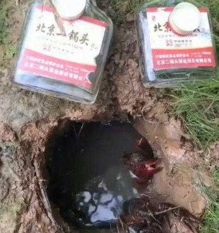 男子将3瓶二锅头倒进泥洞, 不一会里面钻出来的东西让人睁大了眼