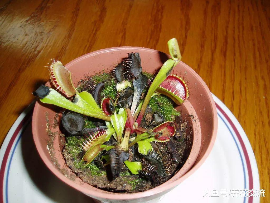 这种植物还要喂虫子长大, 养在窗台上的捕蝇草盆栽也能开花