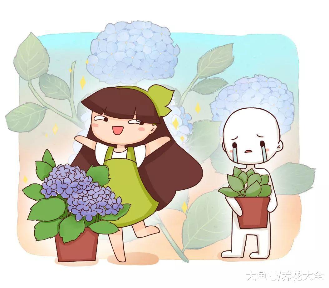 好看又好养, 最主要的是比香水还好闻, 把它们养在家里天天都是好心情!