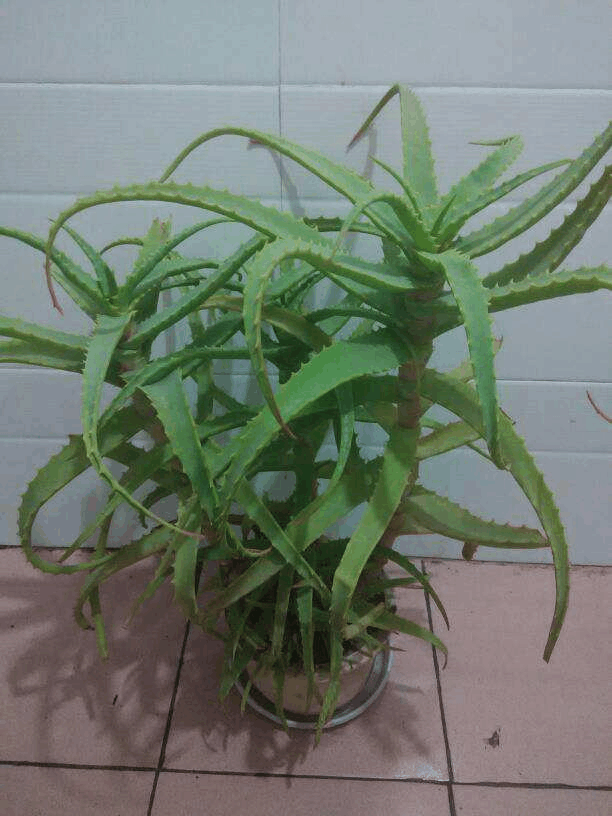 芦荟“品种”多, 可不是哪种都能吃, 认清楚很重要!
