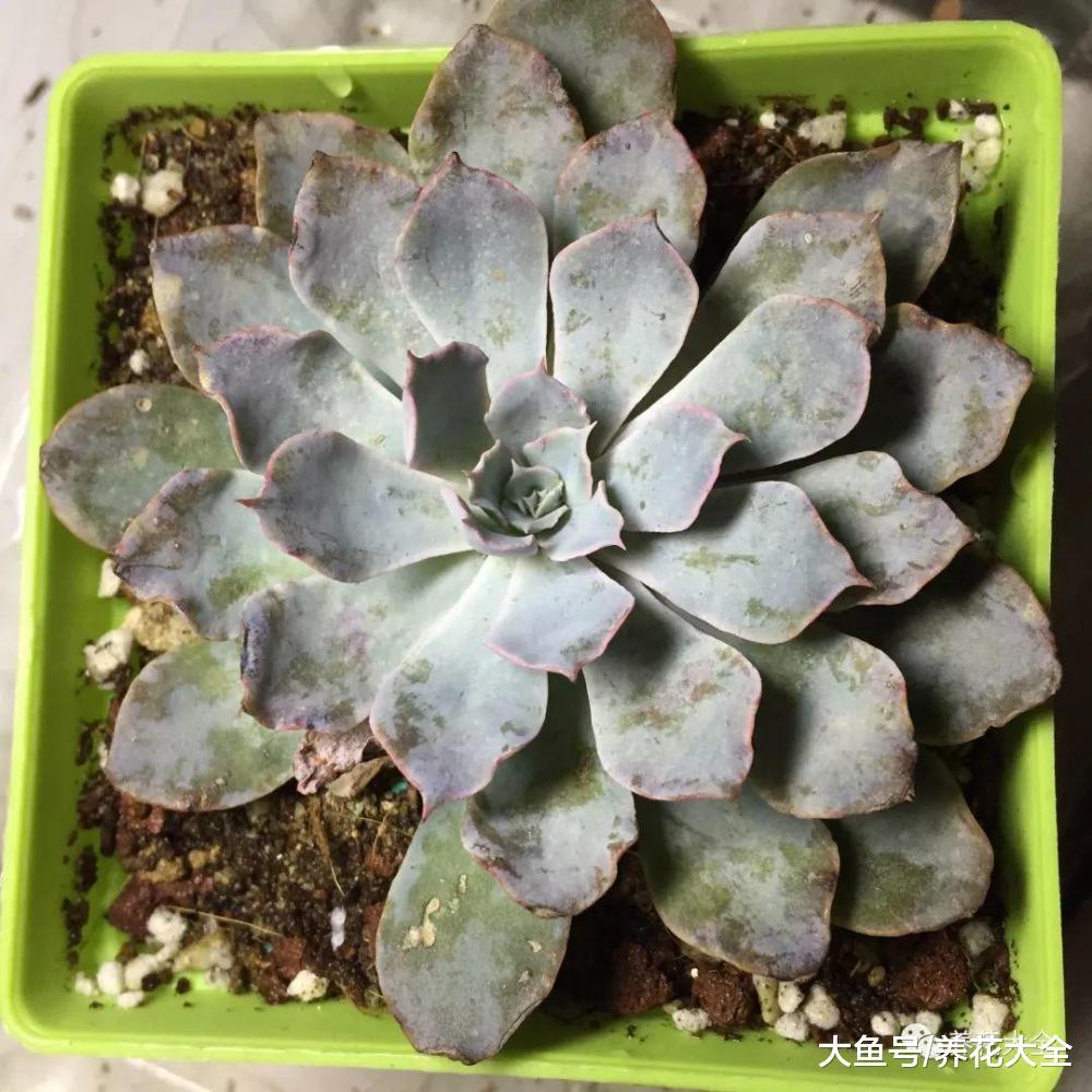 夏天养多肉的9个雷区, 这样全避开, 多肉养的胖嘟嘟