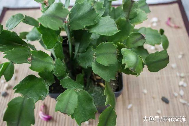 蟹爪兰的移栽和浇水注意, 夏天要怎么养冬春时节才好开花呢