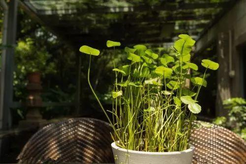 室内养殖植物注意到这些地方, 植物常绿不招虫、不黄叶!