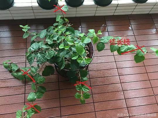 三角梅就得趁热剪, 黄叶焦边一消灭, 新芽呼呼长不停!