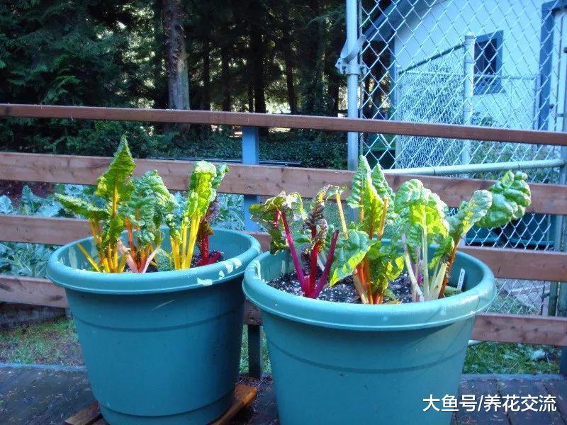 10种特别耐寒的盆栽花卉, 北方冬天也冻不死的植物