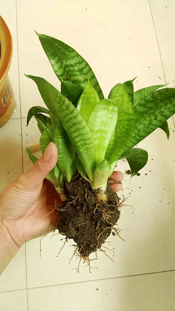 换土”很重要, 这“3种”花一年要来一次, 不然养分全被吸光!