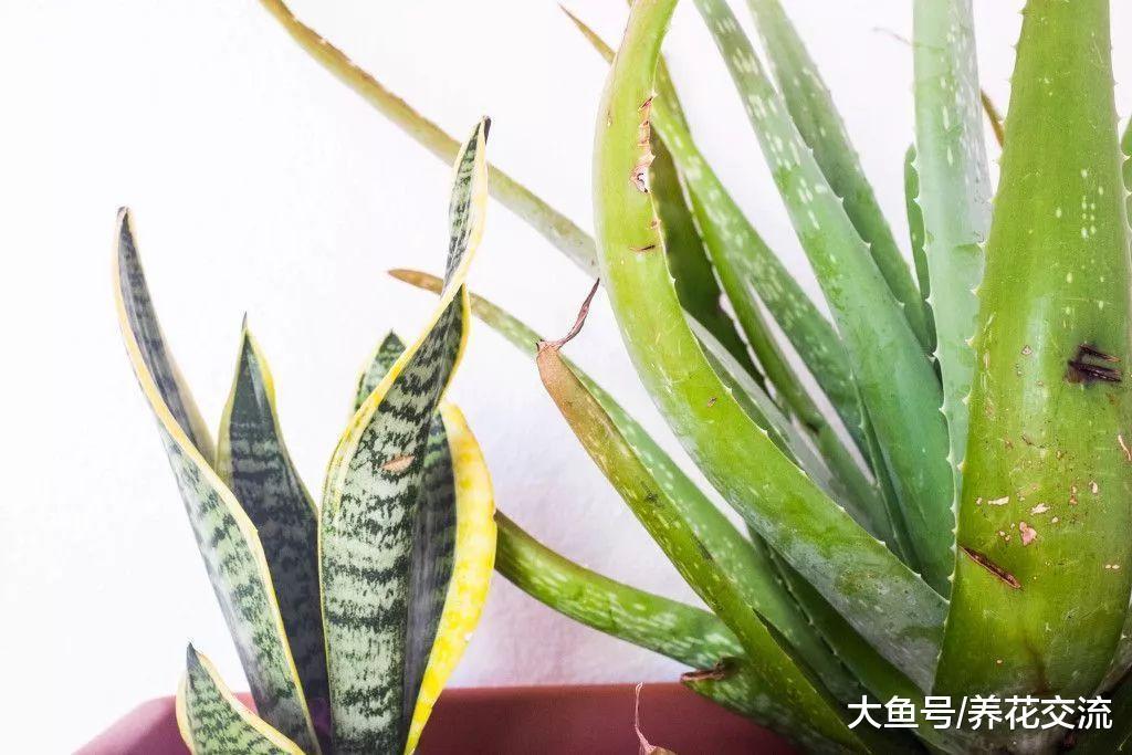 如何避免养死多肉植物, 在室内环境下能养好多肉盆栽么?