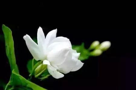 不同窗台放不同植物养殖, 分分钟爆盆, 你家植物适合放哪里?