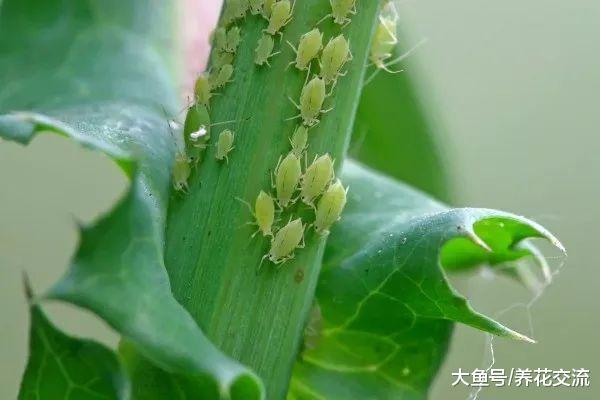 这6种室内盆栽植物常见害虫, 不用喷药也能彻底清除干净
