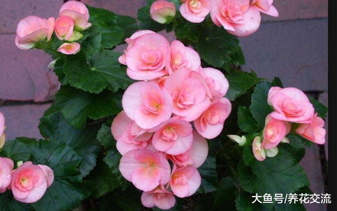 没想到秋海棠还有这么多品种, 观花和观叶型的你更喜欢哪种?