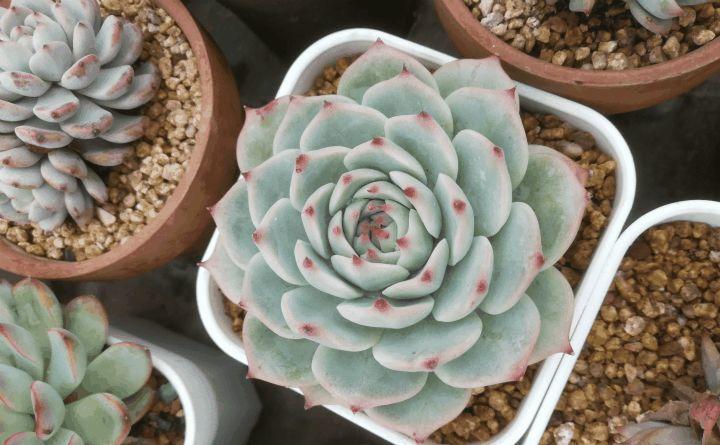 立秋也别大意, 给多肉乱晒太阳, 小心最后只剩盆!