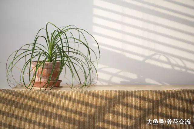 如何彻底清除室内盆栽植物里面的小白虫, 小黑飞杀不完的原因