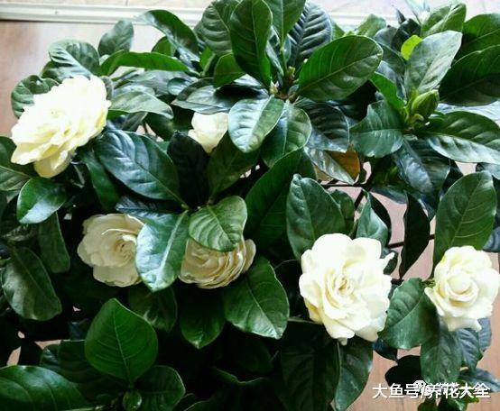 栀子花只长叶不开花? 那就学着这么养, 开花开到停不下来!