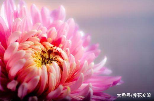 9种特别容易养护的空气净化植物, 作为盆栽养家里正适合