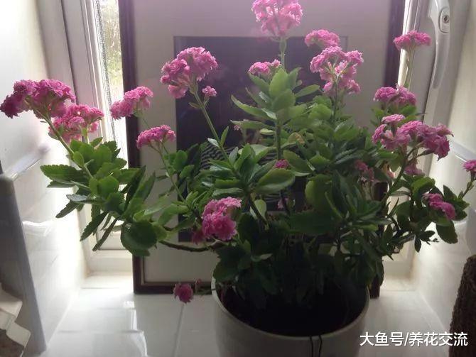 长寿花的花苞刚开始孕育的时候这样处理, 还能促进二次开花