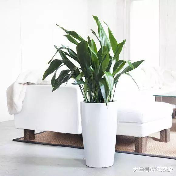 办公室桌面上的盆栽植物怎么照顾才能养多几年