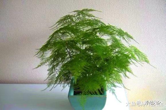 富贵竹这样养, 叶子由绿不烂根, 茎杆节节攀升!