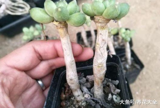 想把多肉养成老桩, 只需4步, 身价立马翻数倍!