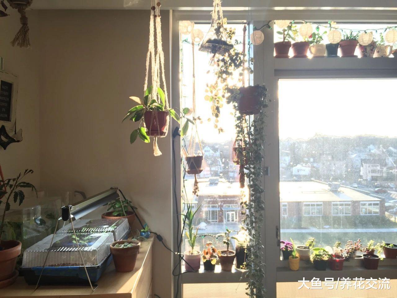 将室内盆栽植物养死的7个主要原因, 你有哪个中招的?