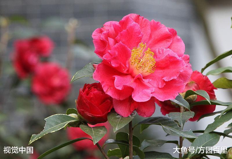 高贵优雅的冬季花卉——茶花