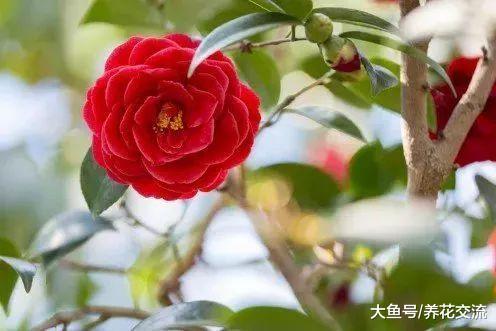 用剪下来的山茶花枝条繁殖, 在花盆里面就能长成美丽的盆栽