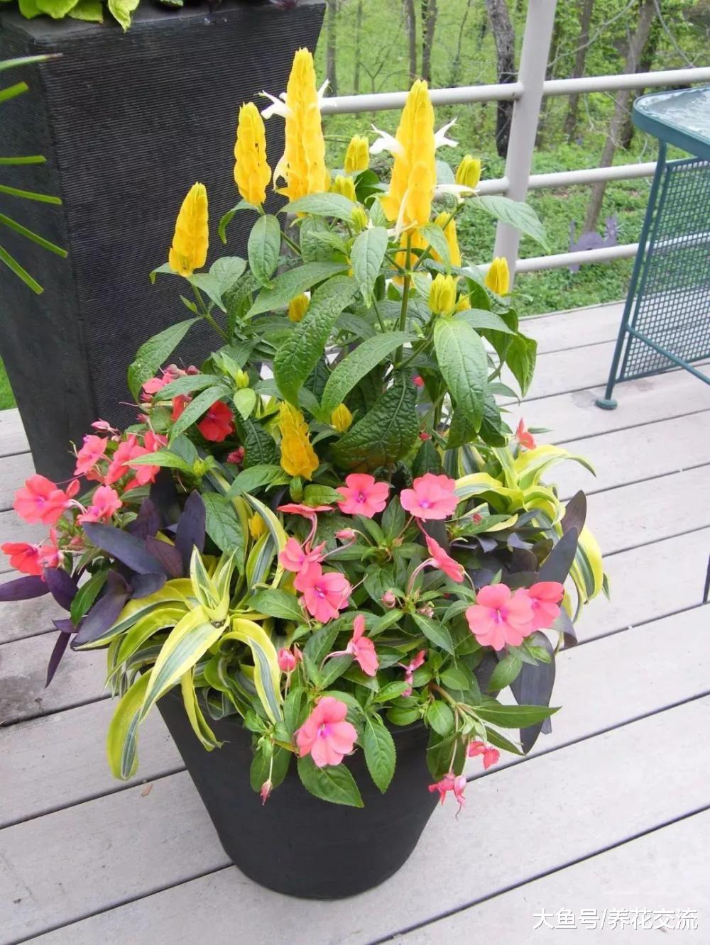 花朵长得像虾一般的虾衣花, 还有金黄色花苞的品种