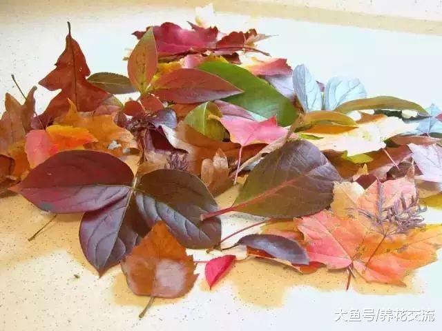 用这5种方法可以把秋天七彩的落叶永久地保存起来