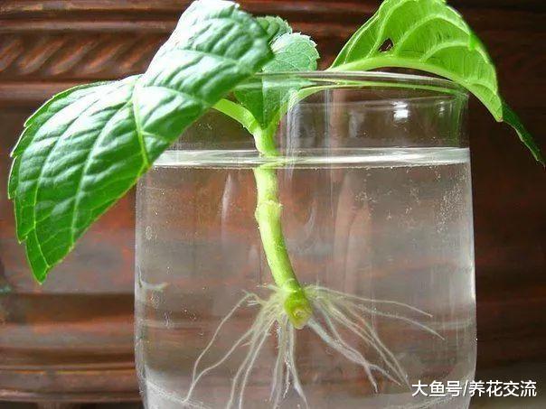 掌握下面这6个繁殖方法, 家里大部分植物都能不断复制了
