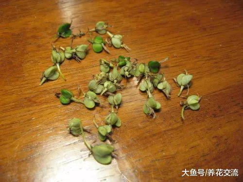 没想到吊兰还能开花结果, 养在室内要注意这几点