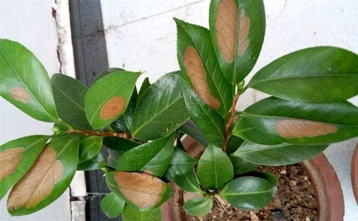 家里的花不是黄叶就是烂根? 找对原因, 才能治好长新芽!