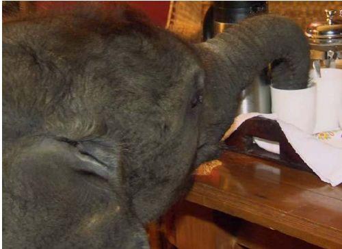 女子野外救起一头幼象, 淘气的大象整天把家里弄得乱糟糟的!