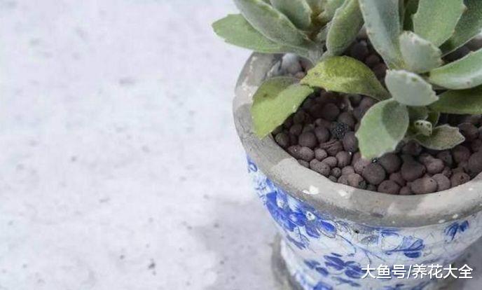 这6种小东西, 可是养花的宝贝, 用了再也不怕兰花烂根了!